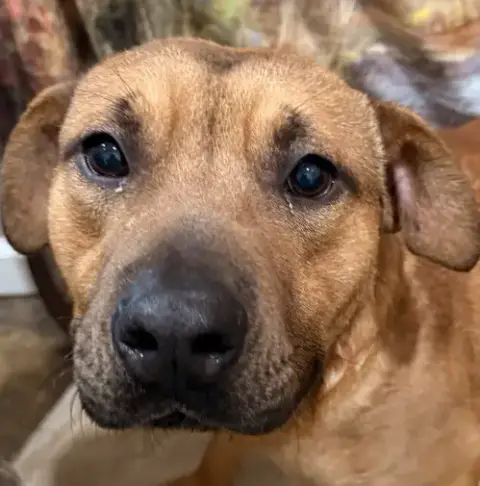Pumba