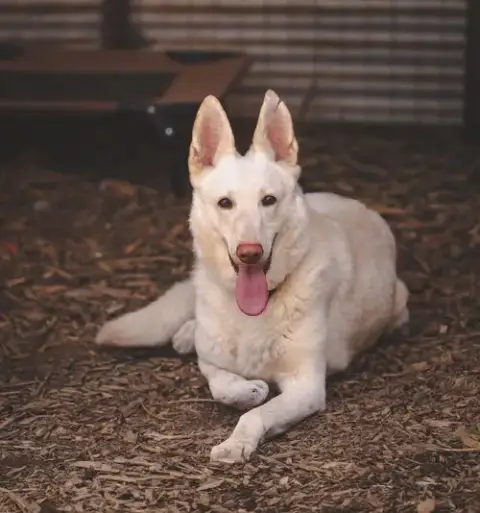 Sugar:   Not At The Shelter
