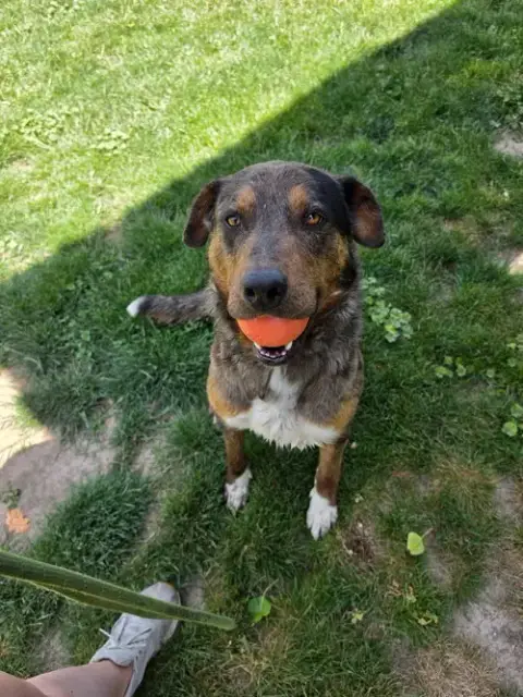 Adoption Pending photo 4
