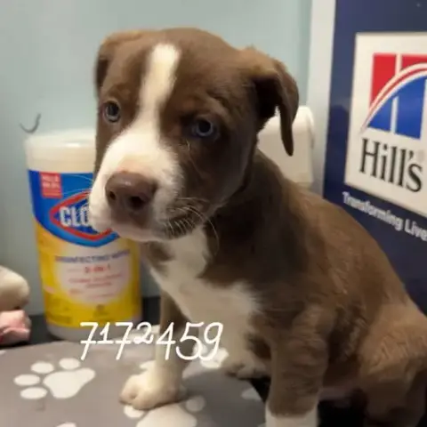 Alpha