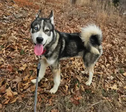 Balto: Not At Shelter photo 4