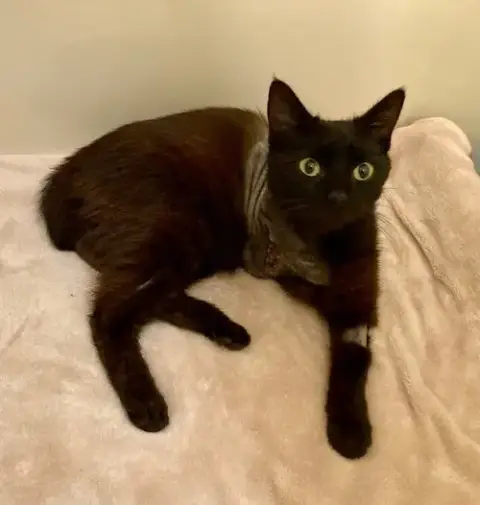 Panther photo 3