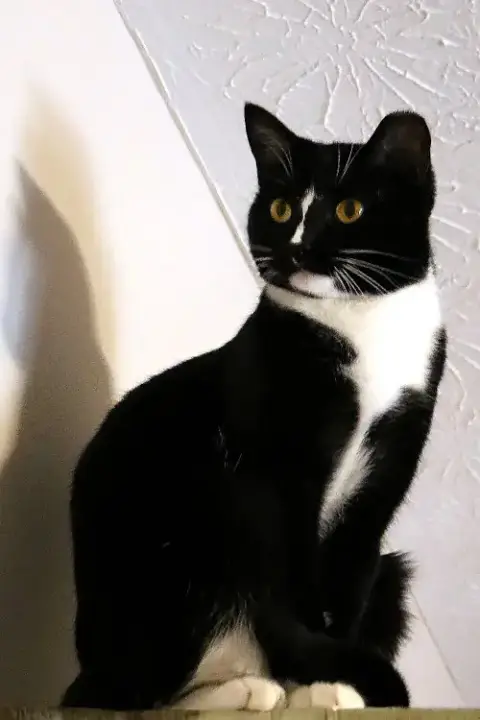 Scout