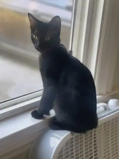 Miss Panther