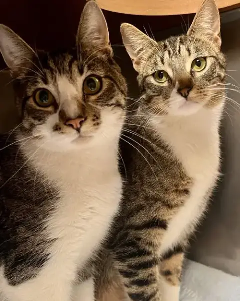 Shroom photo 5