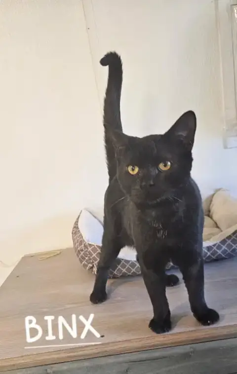Binx photo 2