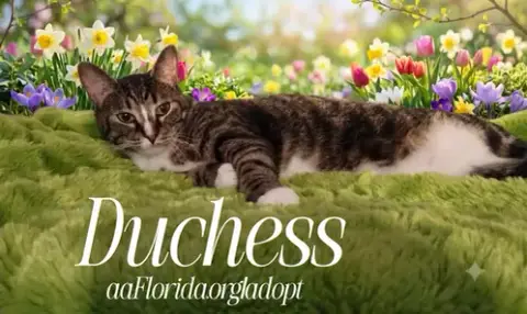Duchess photo 2