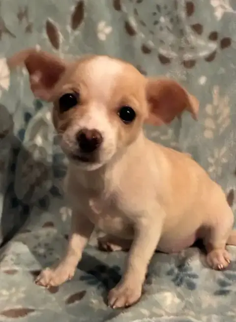 Pixie