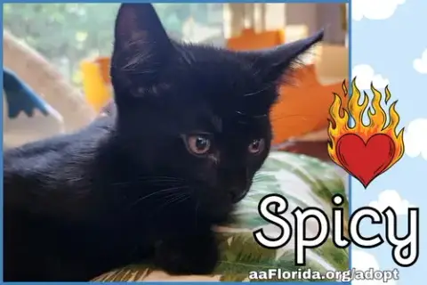 Spicy photo 2