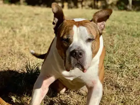 Cosmo