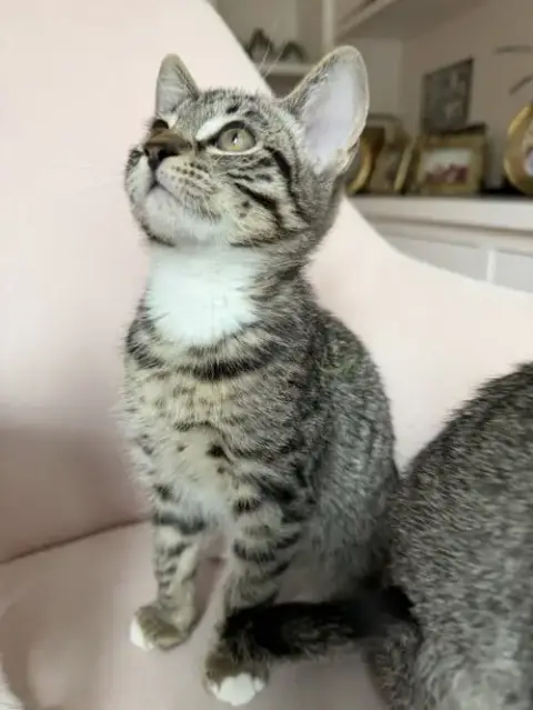 Dolce