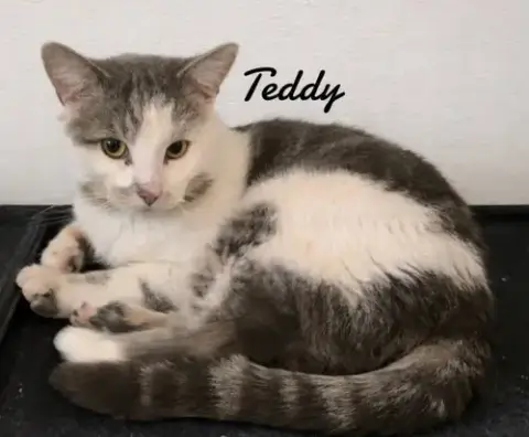 Teddy photo 2