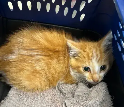 Cayenne