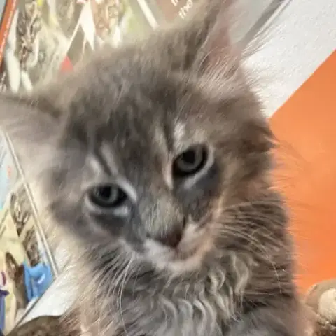Chunk
