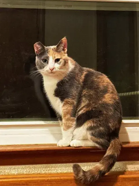 Miso
