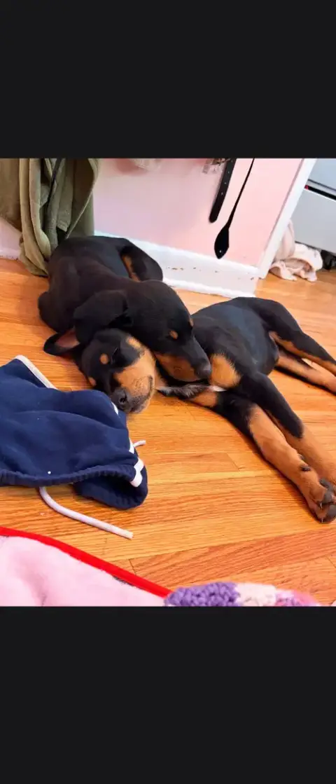 Milo photo 2