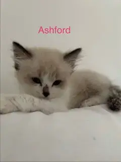 Ashford photo 4
