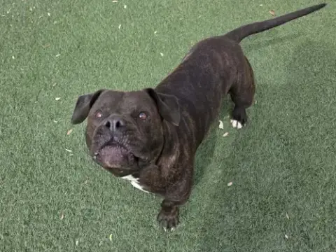 Meatloaf- $75 Adoption Fee! Diamond Dog! photo 4