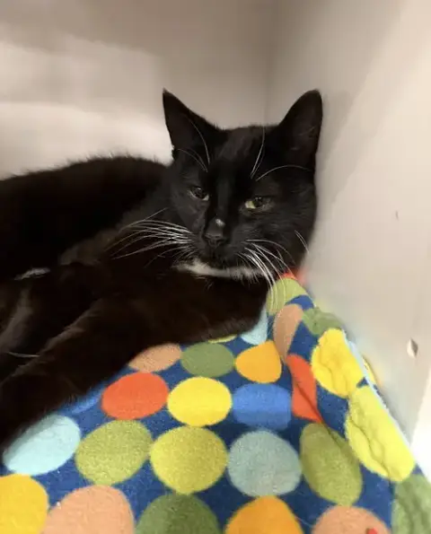 Nacho