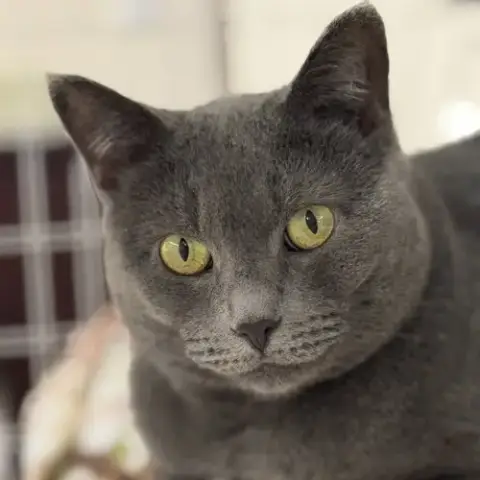 Gracie photo 4
