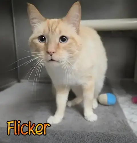 Flicker photo 3