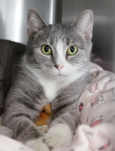 Greta