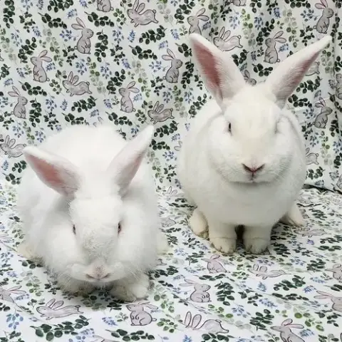 Cotton photo 2