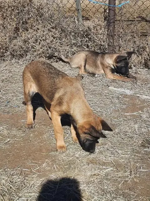 Animaniacs Litter photo 2