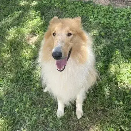 Celina Adoption Pending