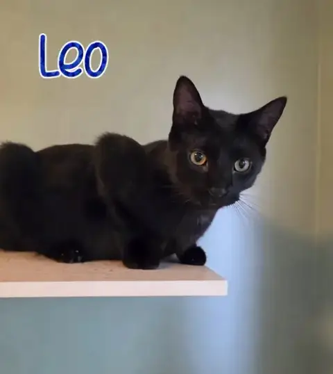 Leo photo 2
