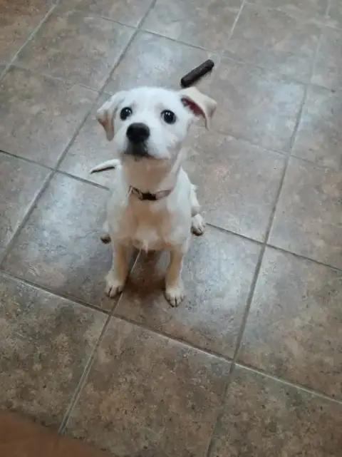Dixie