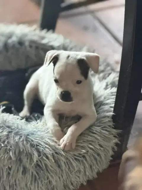 Sweet Treat Pups