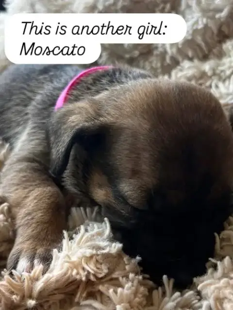 Anne’S Vines photo 2