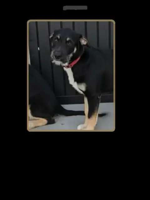 Bosko