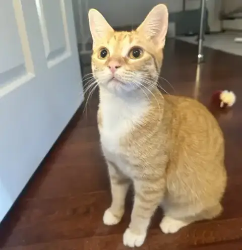 Cheeto #Craves-Attention photo 4