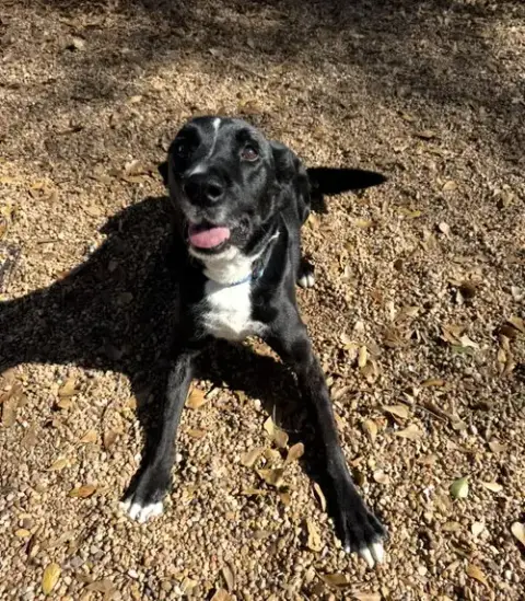 Ozzie