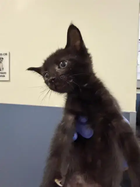 Rosie