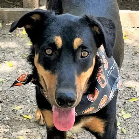 Scout