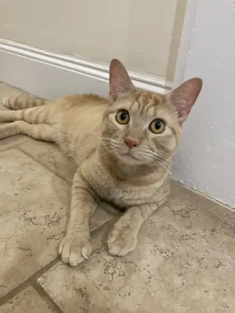 Cheeto3 photo 4