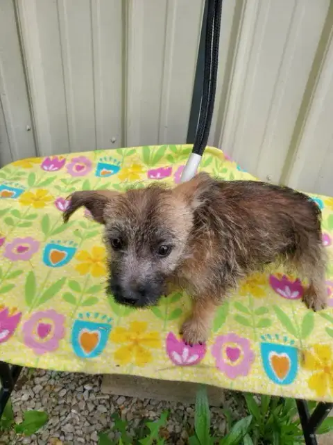 Scout photo 3
