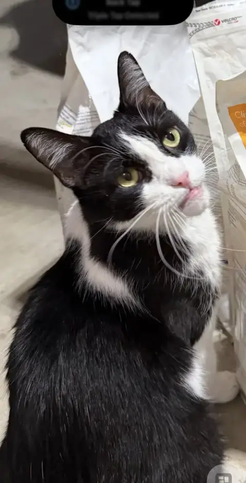Catori photo 2