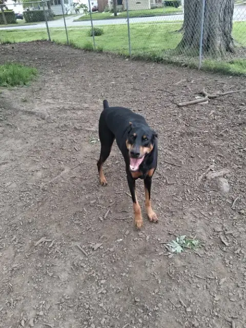Chase