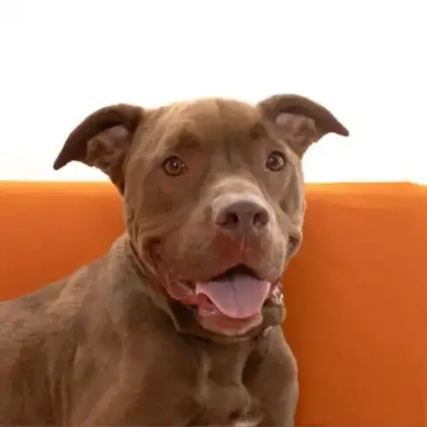 Scooby photo 5