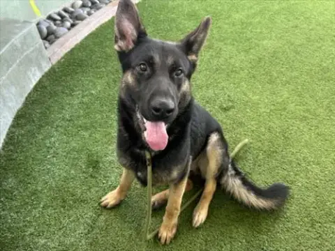 Duke
