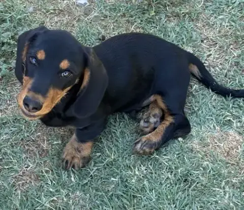 Odie photo 2