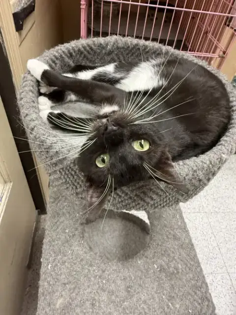 Ha'Lia Napa Petco