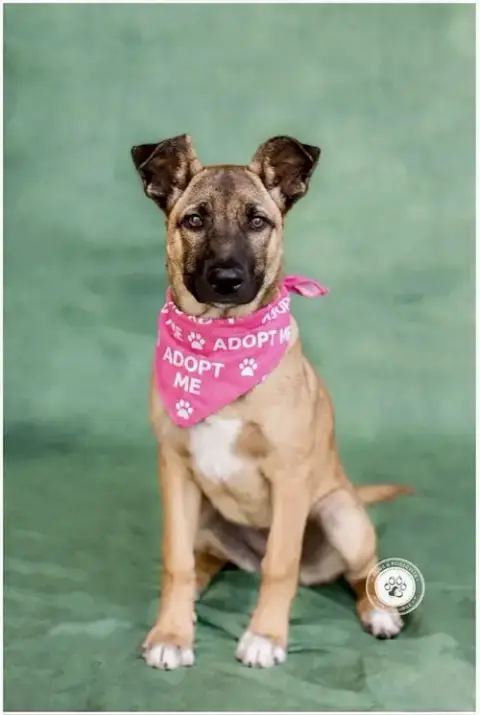 Gidget photo 2