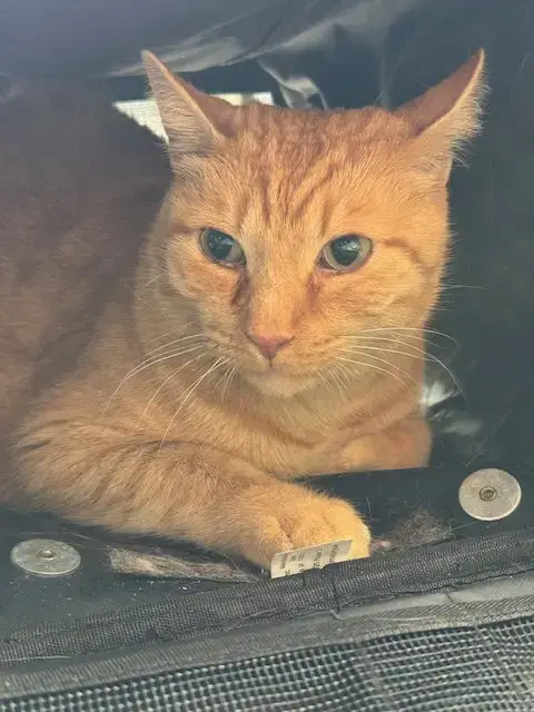 Purrcy photo 3
