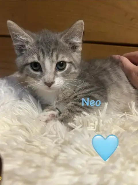 8 Kittens photo 5