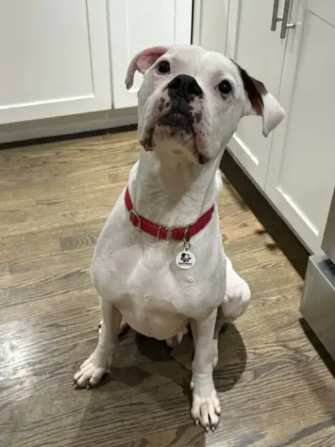 Bosco